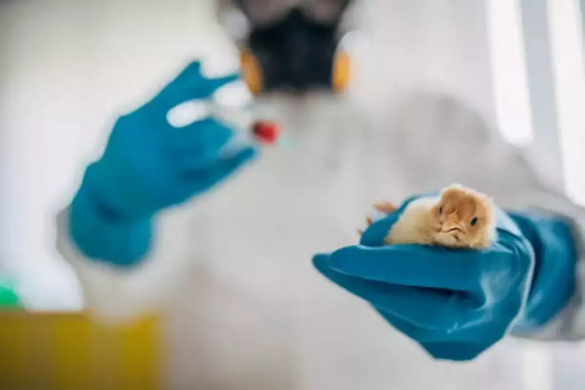 Γρίπη των Πτηνών: Οι ειδικοί προειδοποιούν ότι ο ιός αλλάζει με ταχείς ρυθμούς στη μεγαλύτερη επιδημία όλων των εποχών