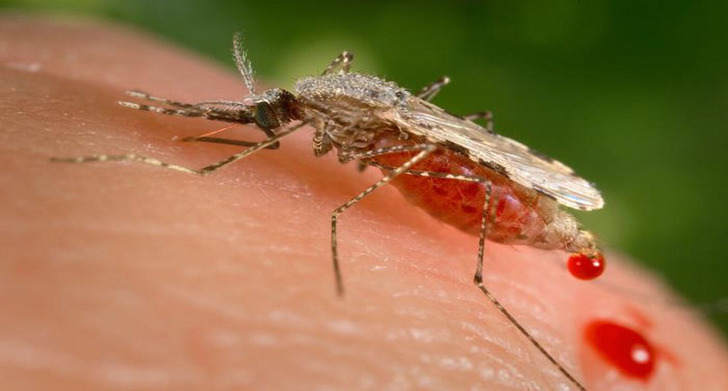 Κουνούπια: Η Κύπρος τα καταπολεμά αναπαράγοντάς τα με ακτινοβολημένα, αποστειρωμένα έντομα