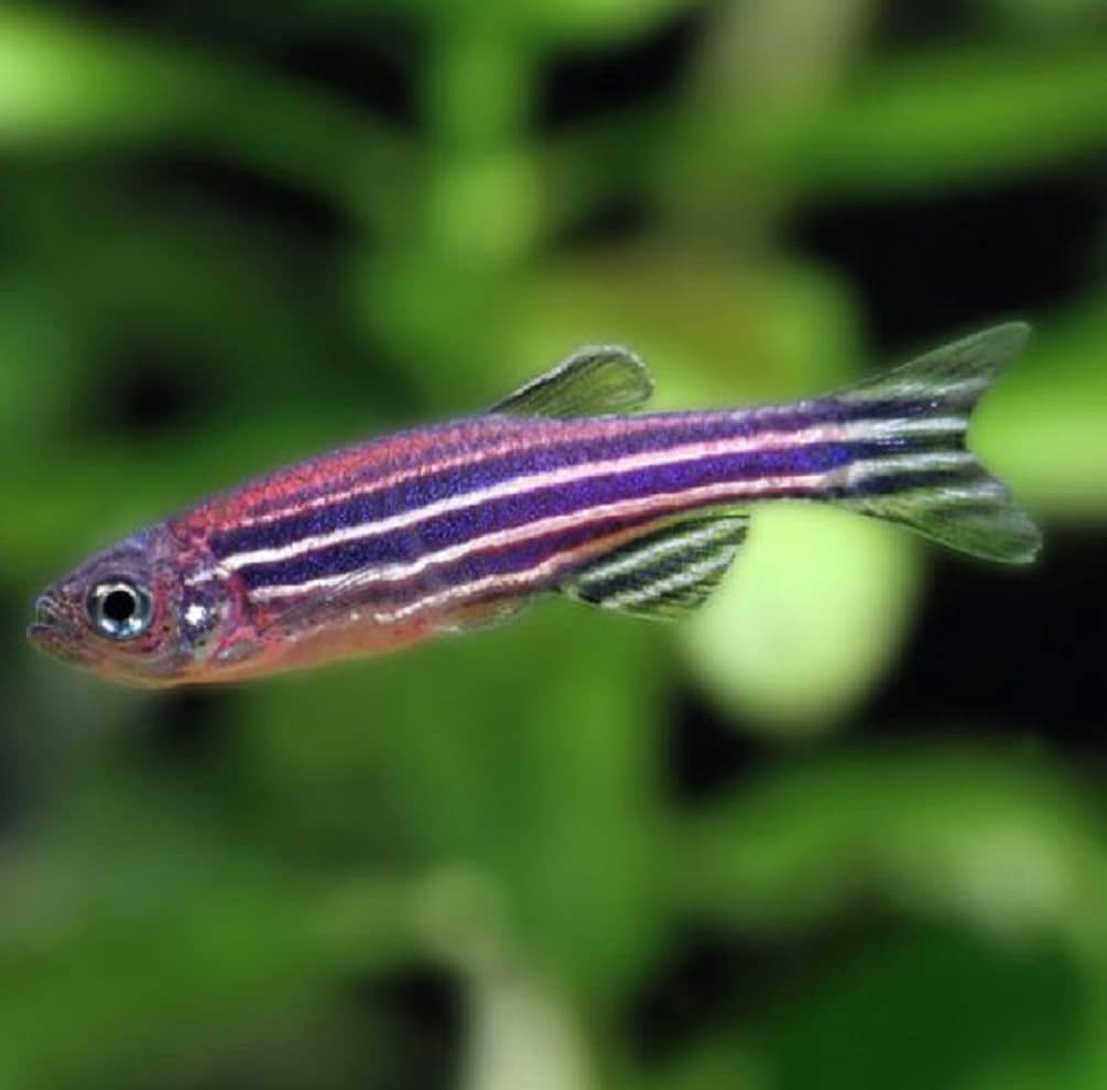 Λεύκη Μελάνωμα Zebrafish: Οι ομοιότητές του με τους ανθρώπους το καθιστούν χρήσιμο μοντέλο για τη μελέτη δερματικών παθήσεων