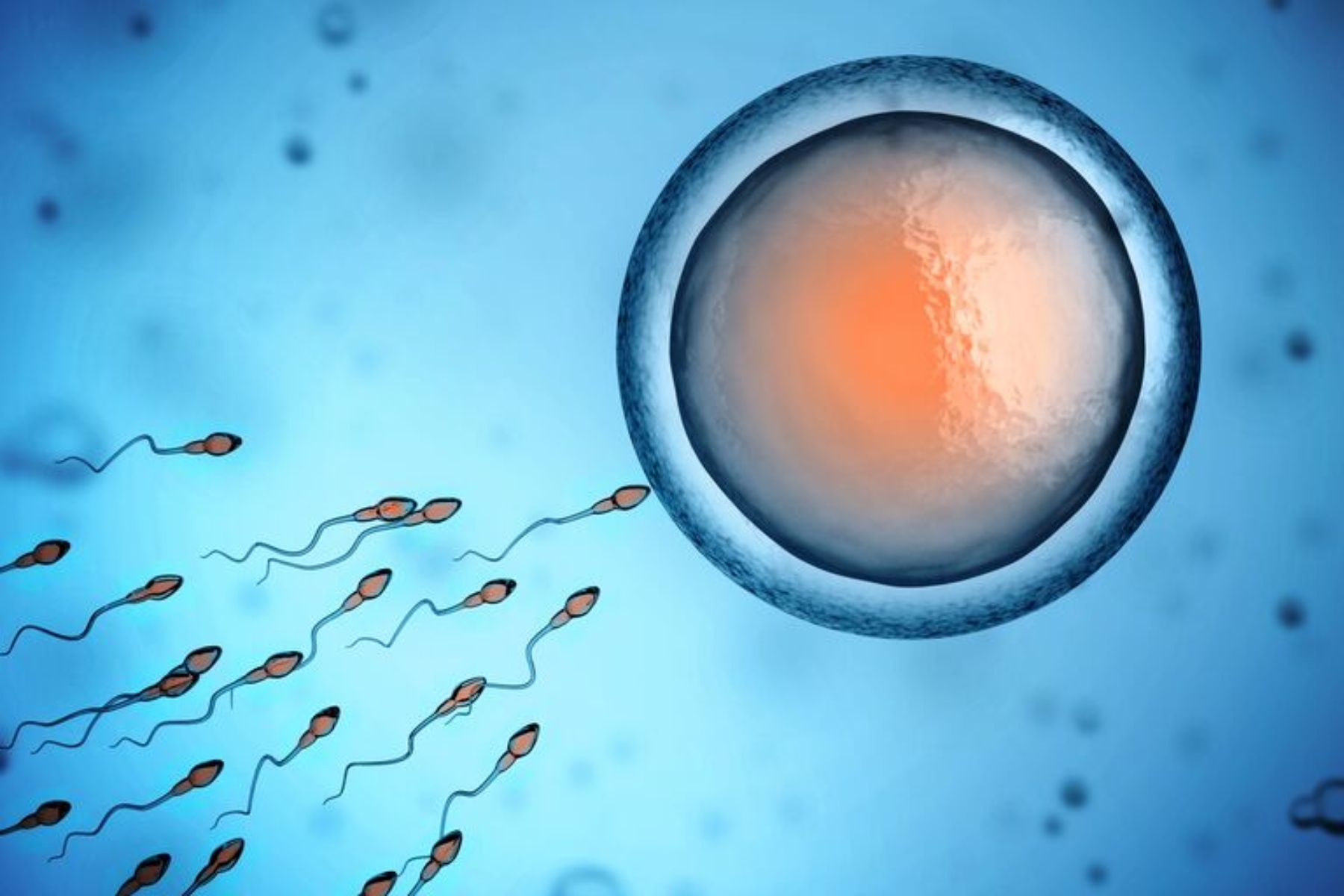 Εξωσωματικής Γονιμοποίησης: Μεγαλύτερη πιθανότητα γονιμοποίησης όταν συλλέγονται ωάρια το καλοκαίρι