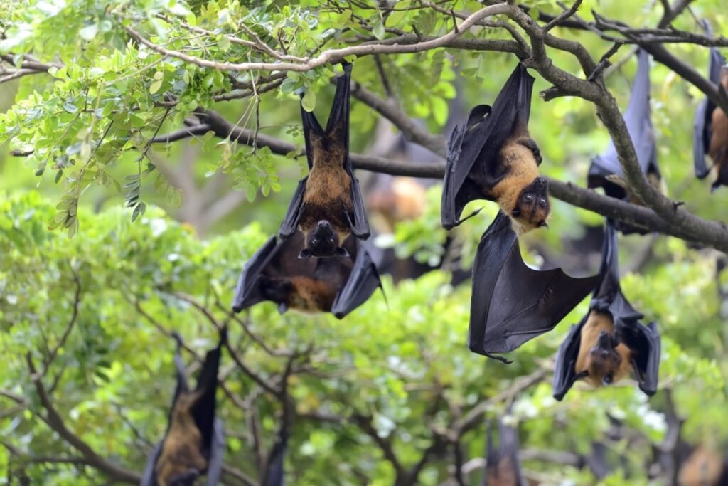 Ο ιός Nipah ανιχνεύτηκε σε 9 πολιτείες της Ινδίας και είναι πολύ ανησυχητικό