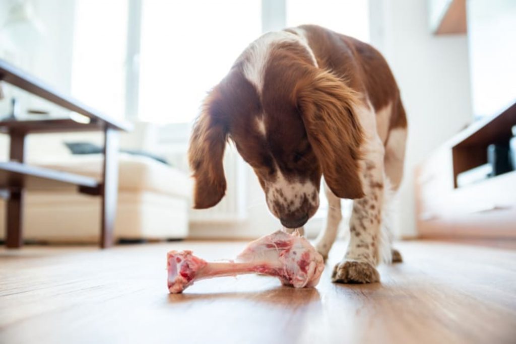 Μπορούν οι σκύλοι να φάνε κόκκαλα;