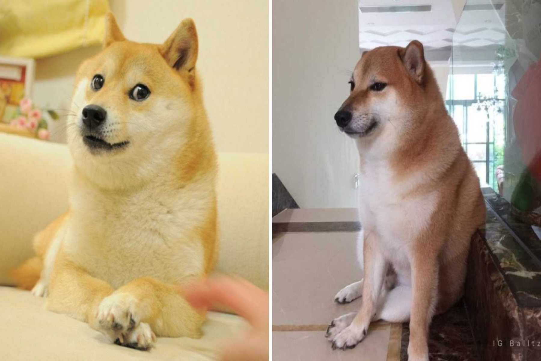 Cheems: Ο πιο viral σκύλος στο διαδίκτυο πέθανε