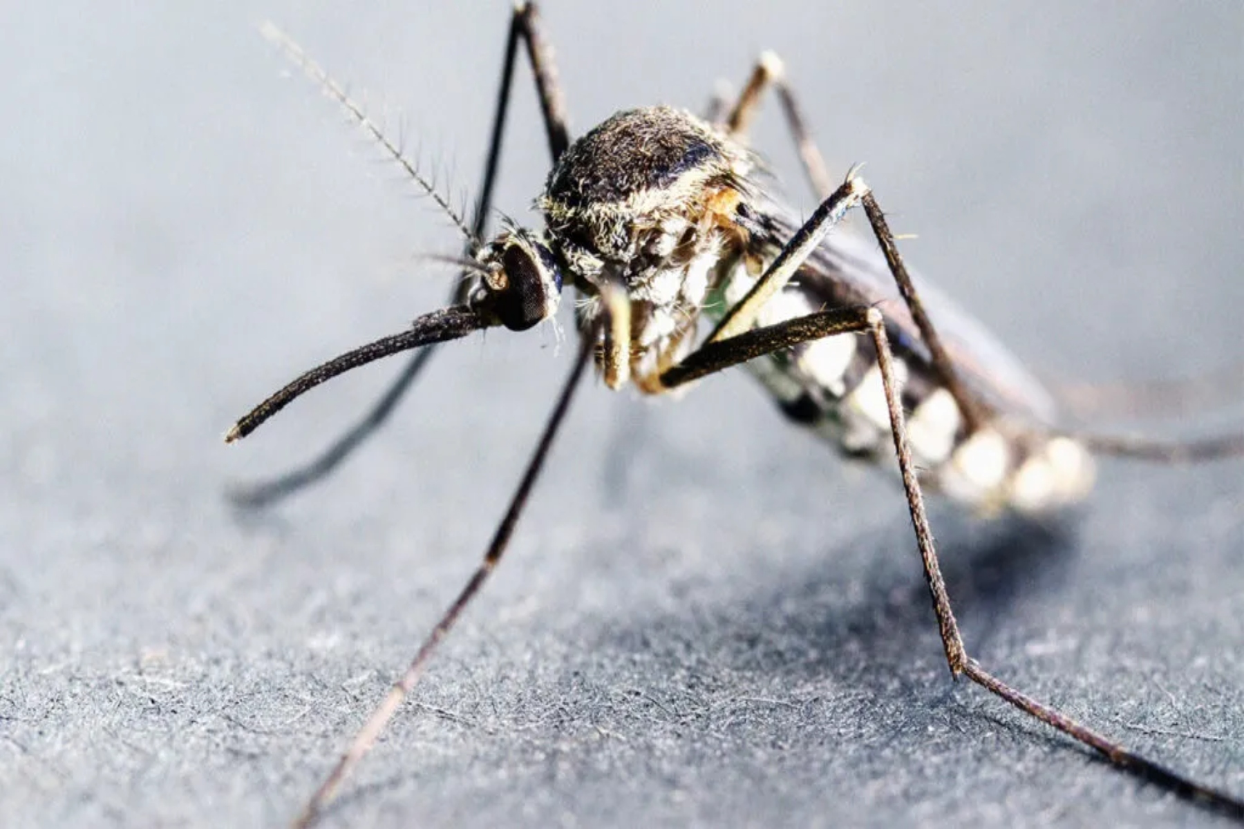 ΠΟΥ ελονοσία: Η κλιματική αλλαγή εντείνει την απειλή της ελονοσίας