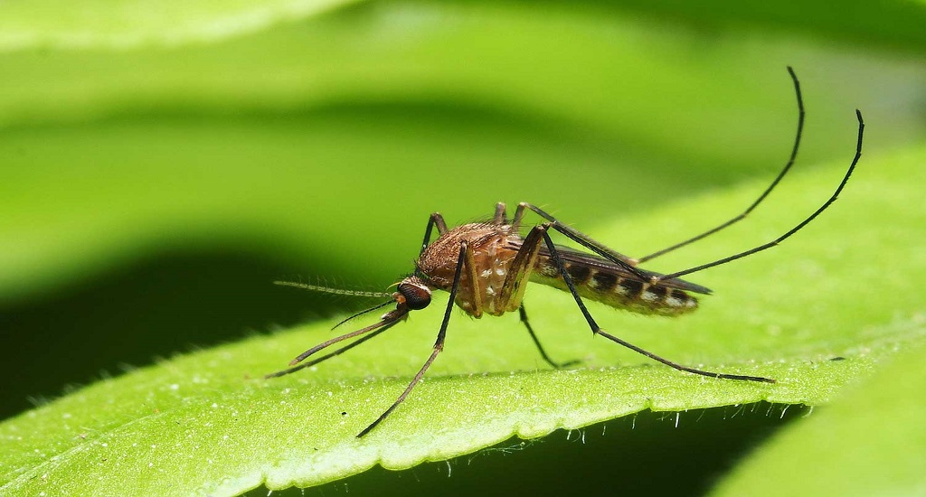 Κουνούπια: Γεγονός και μυθοπλασία όσον αφορά την πρόληψη των δαγκωμάτων