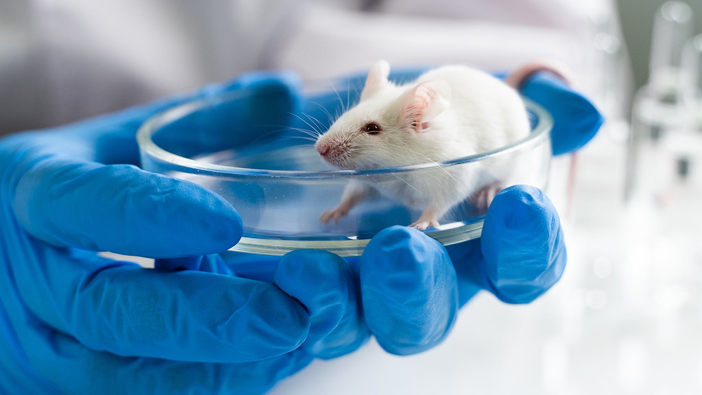 Τα επιστημονικά πειράματα παραδοσιακά χρησιμοποιούσαν μόνο αρσενικά ποντίκια. Να γιατί αυτό είναι πρόβλημα για την υγεία των γυναικών