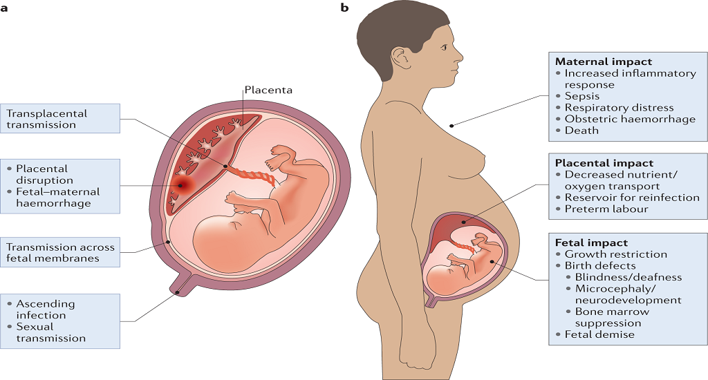 Η μελέτη του καδμίου σε έγκυες γυναίκες δίνει κρίσιμες γνώσεις για την ανάπτυξη του εμβρύου