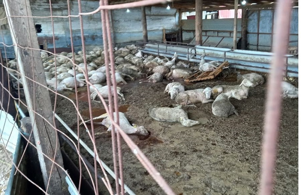 Υπουργείο Αγροτικής Ανάπτυξης και Τροφίμων: Ανακοίνωση για τη μεταφορά των νεκρών ζώων από τη Θεσσαλία σε κλιβάνους