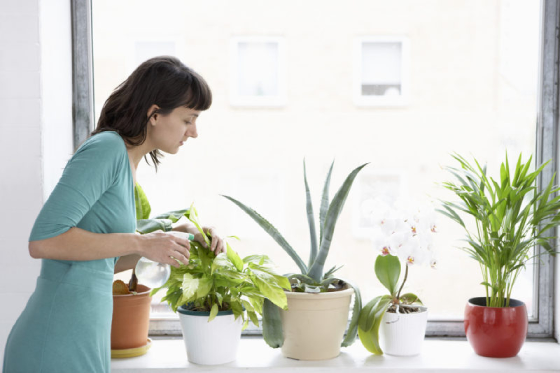 Άσθμα: Πώς τα φυτά εσωτερικού χώρου επηρεάζουν τα άτομα με άσθμα;