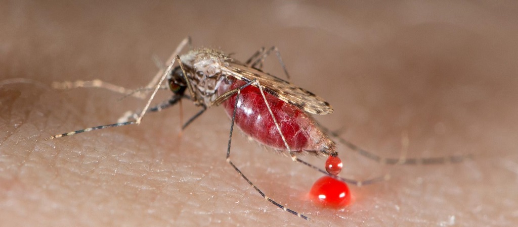 Ελονοσία: Για την καταπολέμηση της υποτροπιάζουσας νόσου μπορεί να απαιτείται υψηλότερη δόση ελονοσιακού φαρμάκου