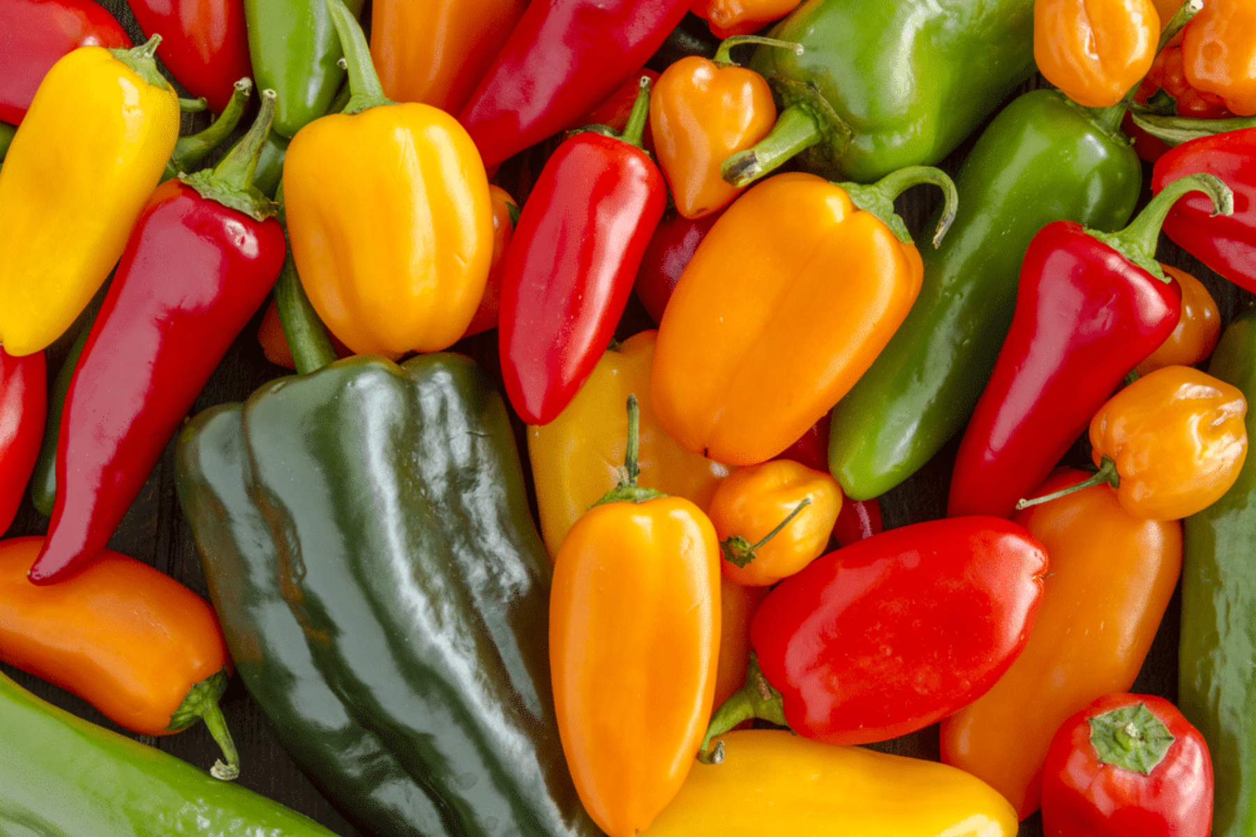 Πιπεριές: Πόσα είδη πιπεριάς υπάρχουν και μπορούμε να γευτούμε;