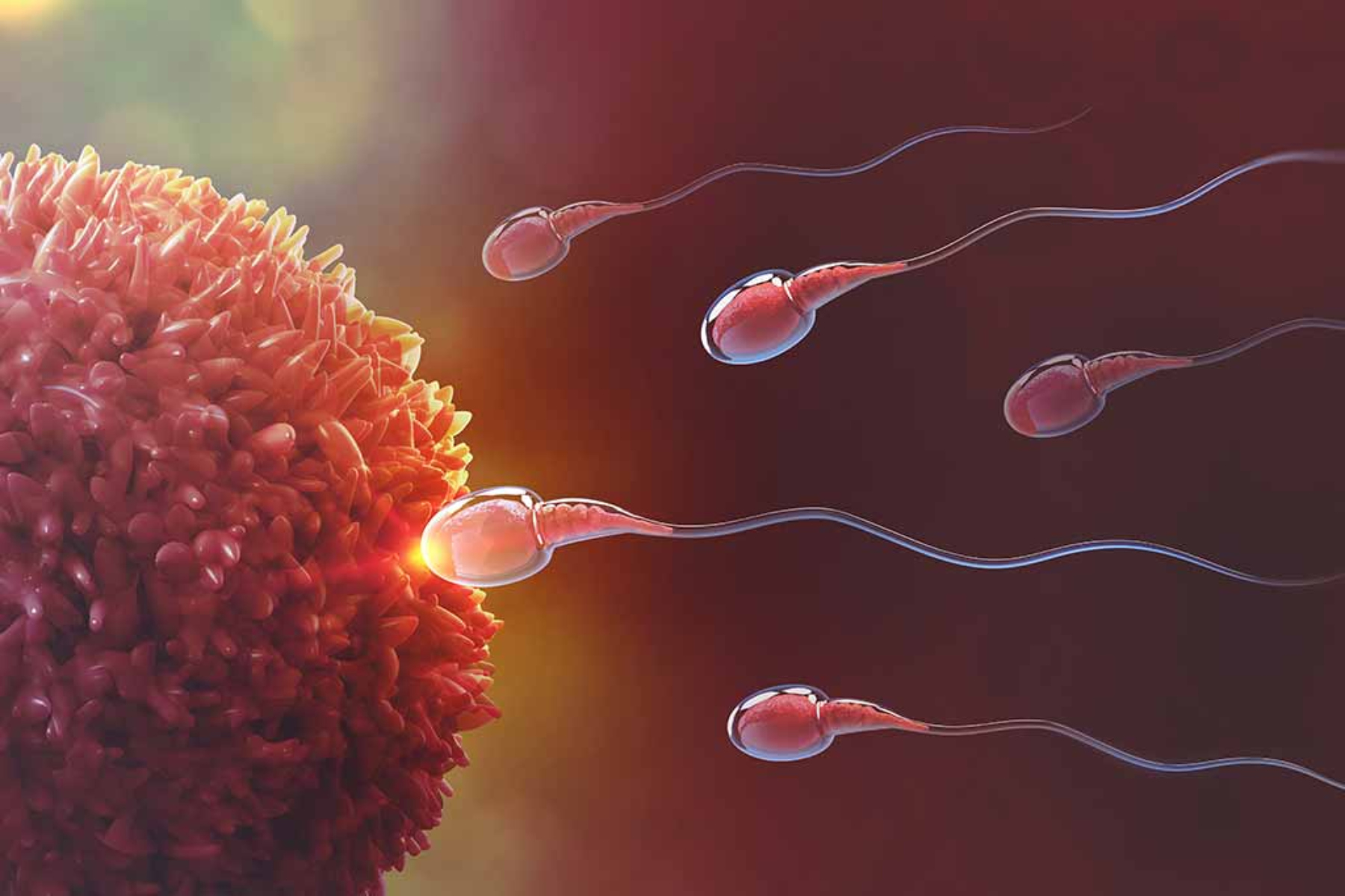 Γονιμότητα: Πώς τα τεστ ωορρηξίας βοηθούν στα προβλήματα γονιμότητας;