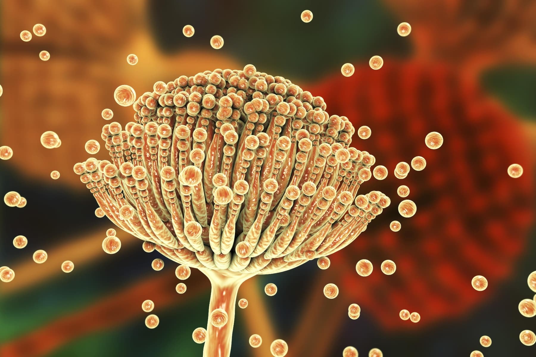 Aspergillus: Ο «αόρατος» μύκητας που απειλεί ανθρώπους με αδύναμο ανοσοποιητικό