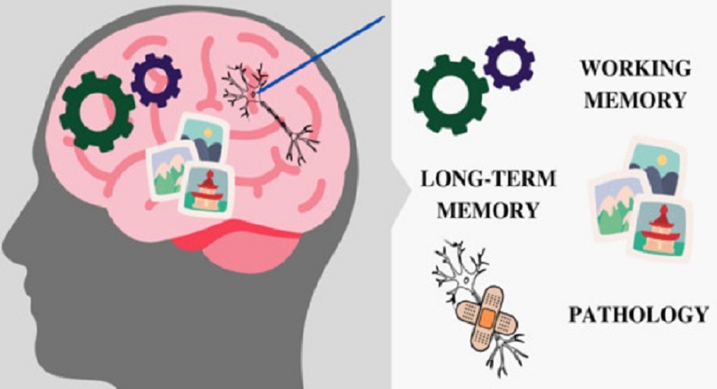 Μνήμη Ανακάλυψη: Νευρώνες λειτουργούν ως «κόλλα» του εγκεφάλου για την ανάκληση αναμνήσεων