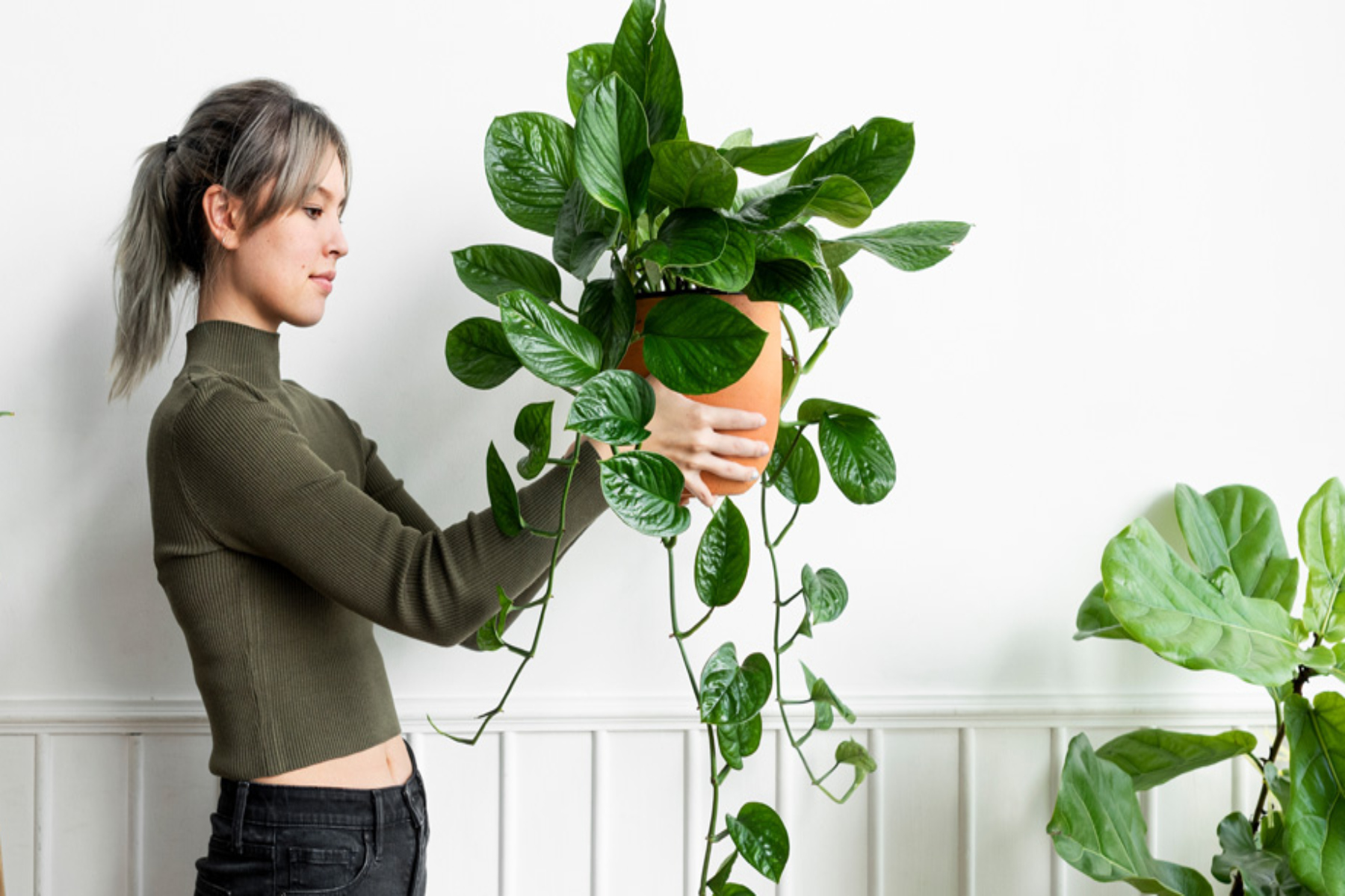 Φυτά εσωτερικού χώρου: Πώς τα φυτά εσωτερικού χώρου επηρεάζουν θετικά την ψυχολογία μας;