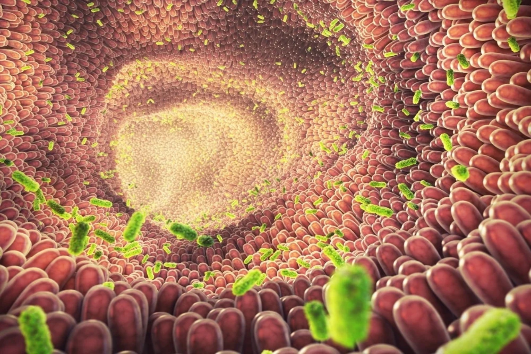 Πώς το μικροβίωμα εντέρου ενισχύει την ανάπτυξη του ανοσοποιητικού