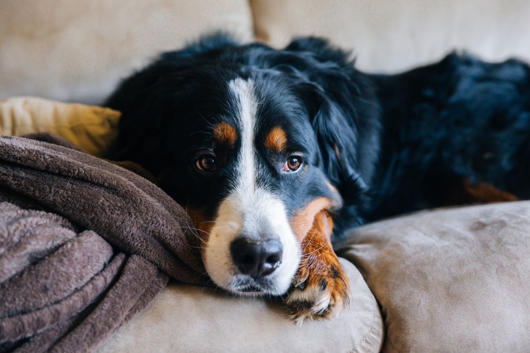 IBS σκύλοι: Σύνδρομο ευερέθιστου εντέρου σε σκύλους – Υπάρχει;