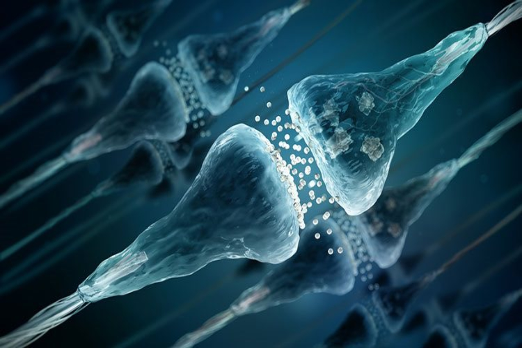 Πώς σχηματίζονται οι συνάψεις για επικοινωνία των νευρώνων;