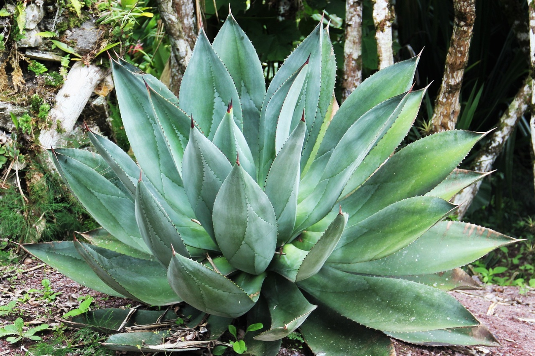 Αλόη βέρα – Ένα θαυματουργό φυτό για την υγεία