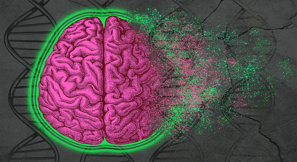 Αλτσχάιμερ - Νέα μελέτη αποκαλύπτει άγνωστες προηγουμένως διεργασίες στον μεταβολισμό του λίπους