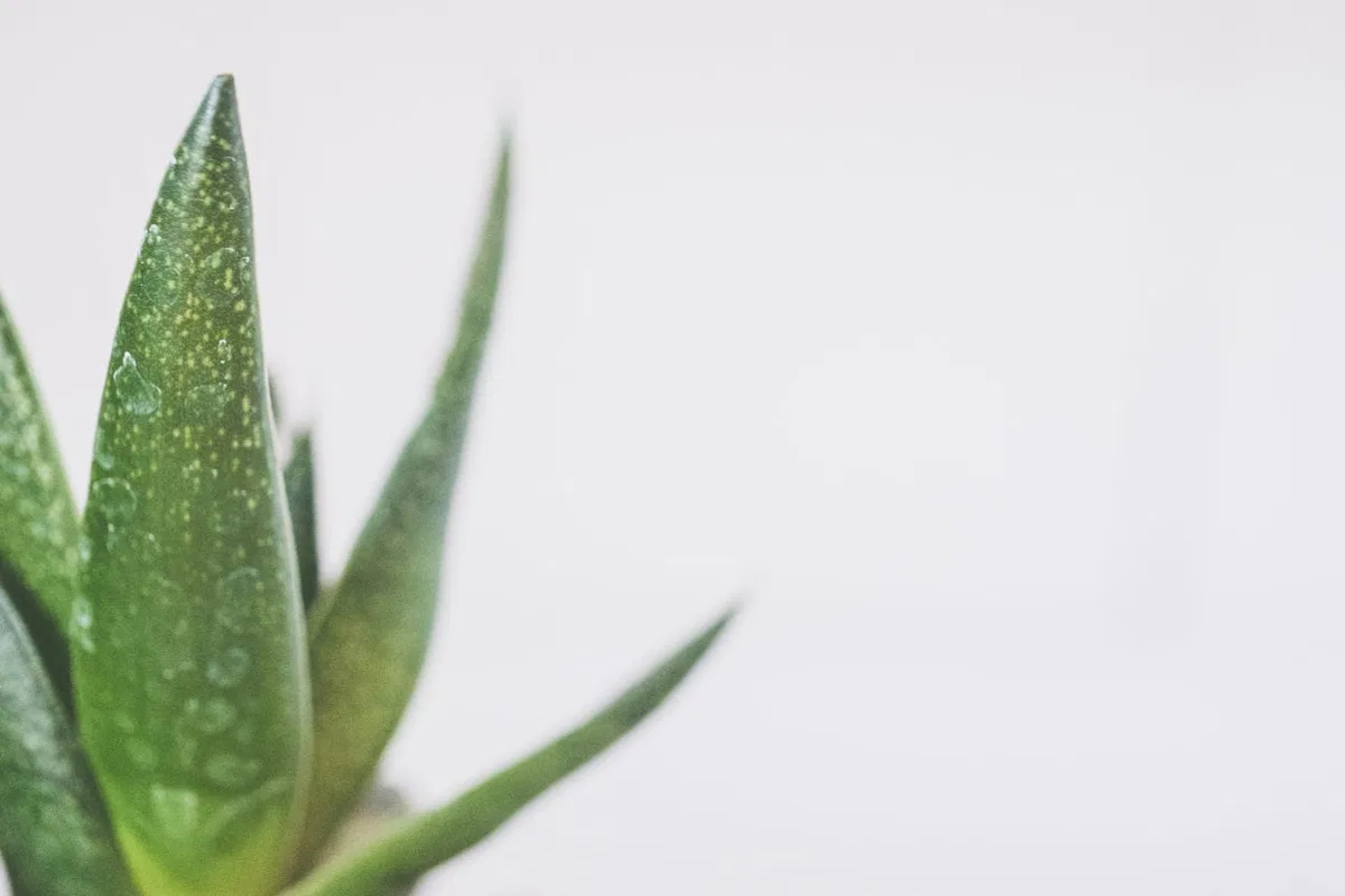 Aloe vera: 6 hacks αλόης βέρα για ξηρό δέρμα για τον χειμώνα