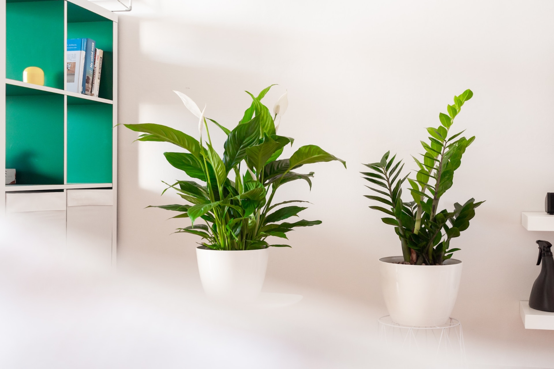 Τα καλύτερα φυτά εσωτερικού χώρου για το σπίτι σας