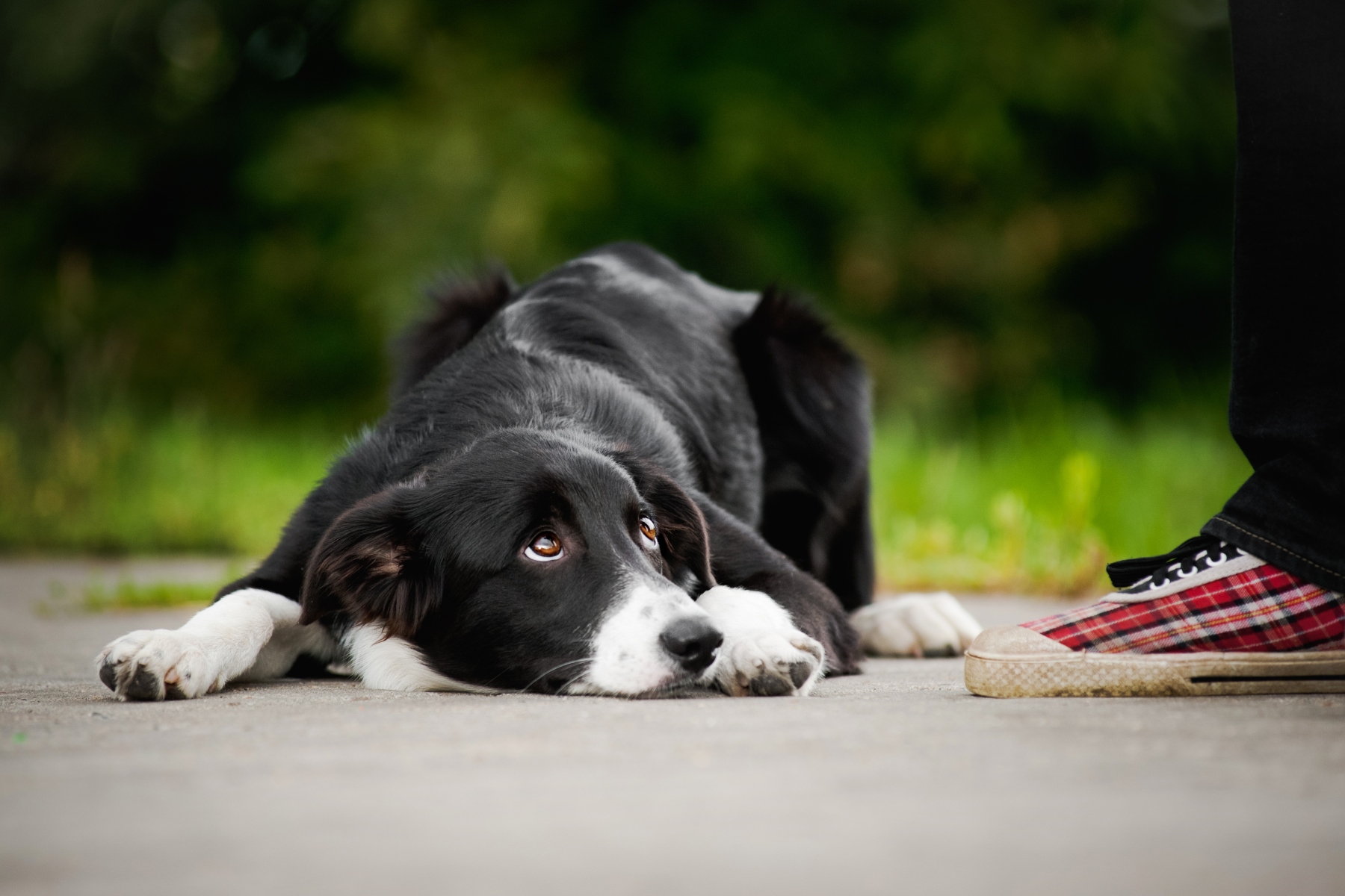 Αμφιβληστροειδής: Γιατί οι άνθρωποι βλέπουν χρώματα που οι σκύλοι δεν μπορούν;