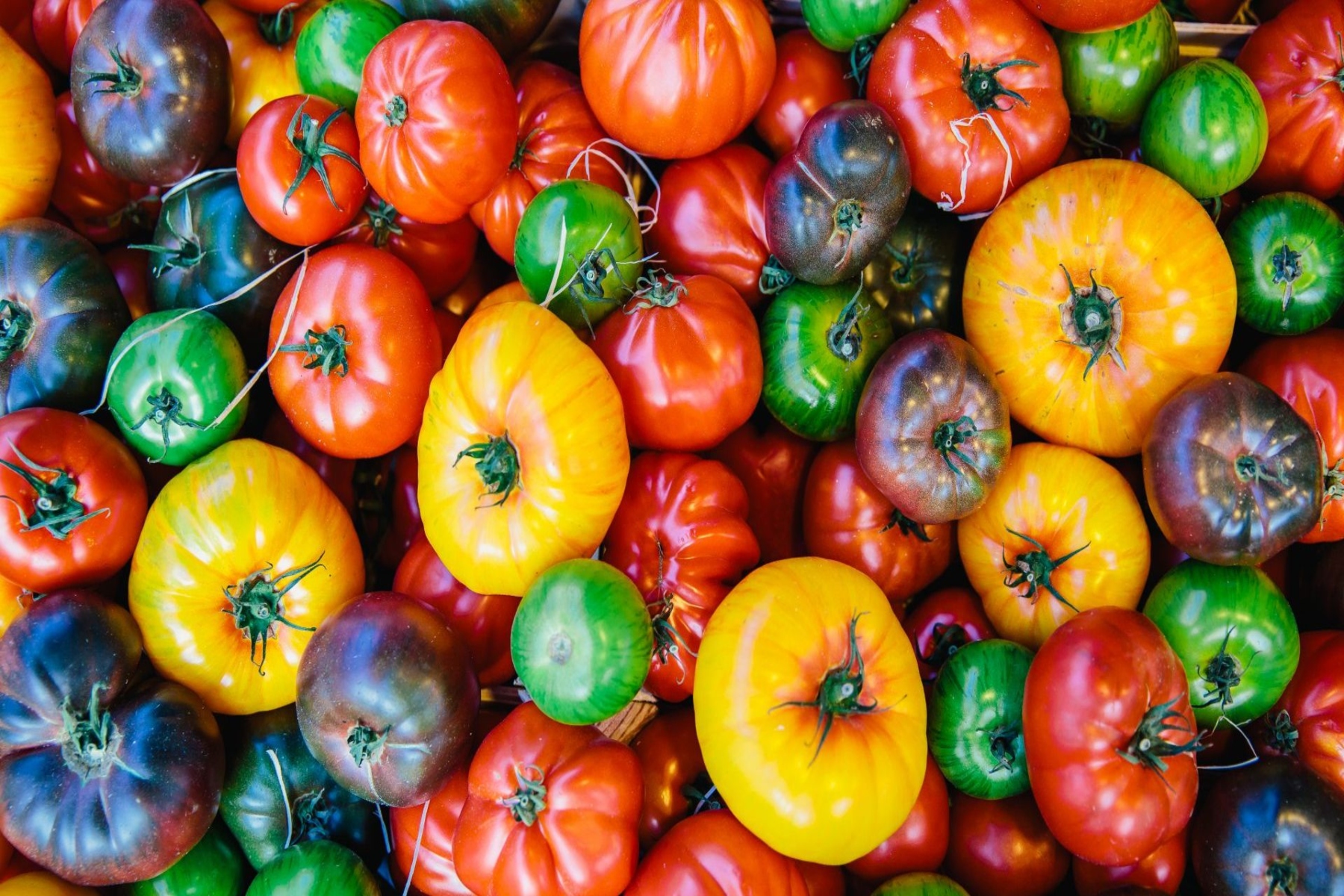 Διατροφή ντομάτες: Πώς οι φρέσκιες ντομάτες μπορούν να βοηθήσουν με την υψηλή αρτηριακή πίεση;
