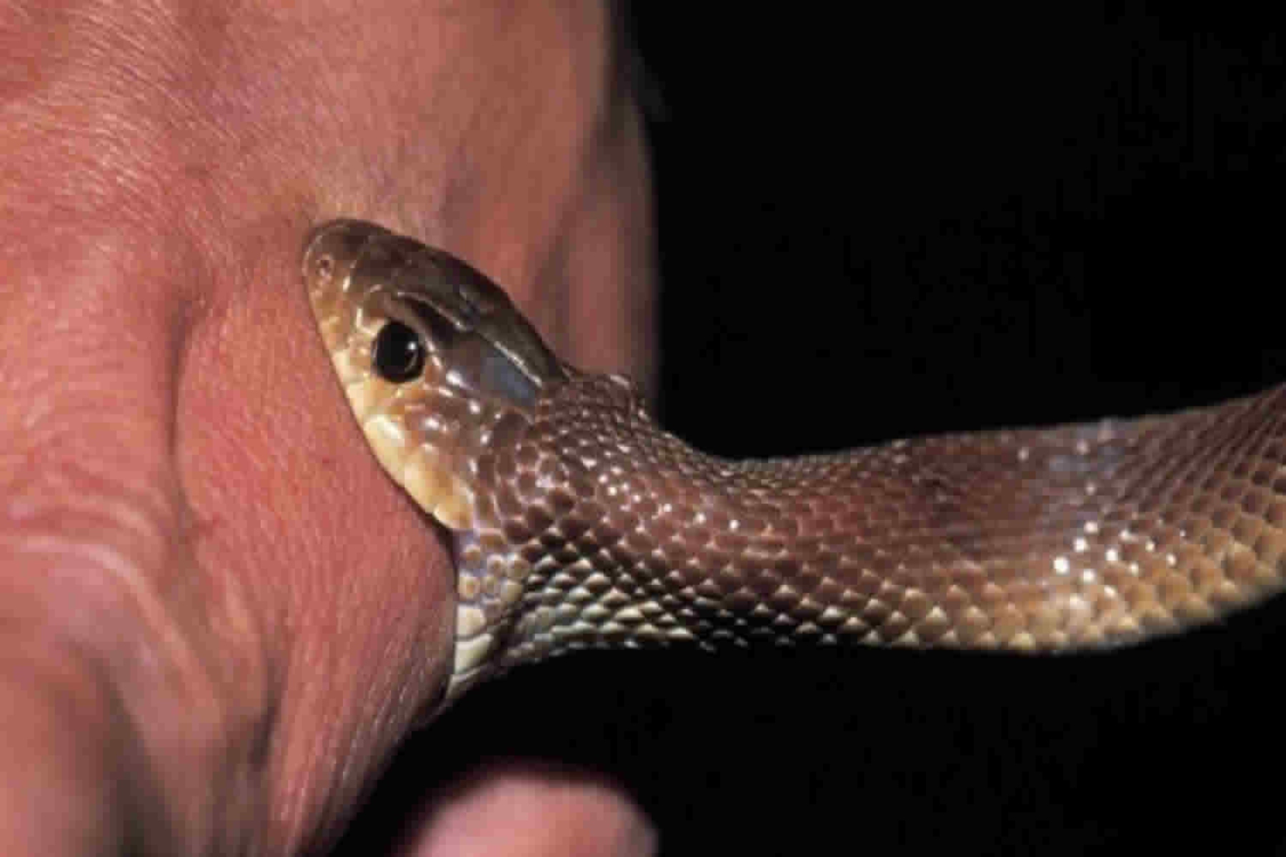 Δηλητήριο φίδια: Ανθρώπινο αντίσωμα που εξουδετερώνει το τοξικό δηλητήριο φιδιών