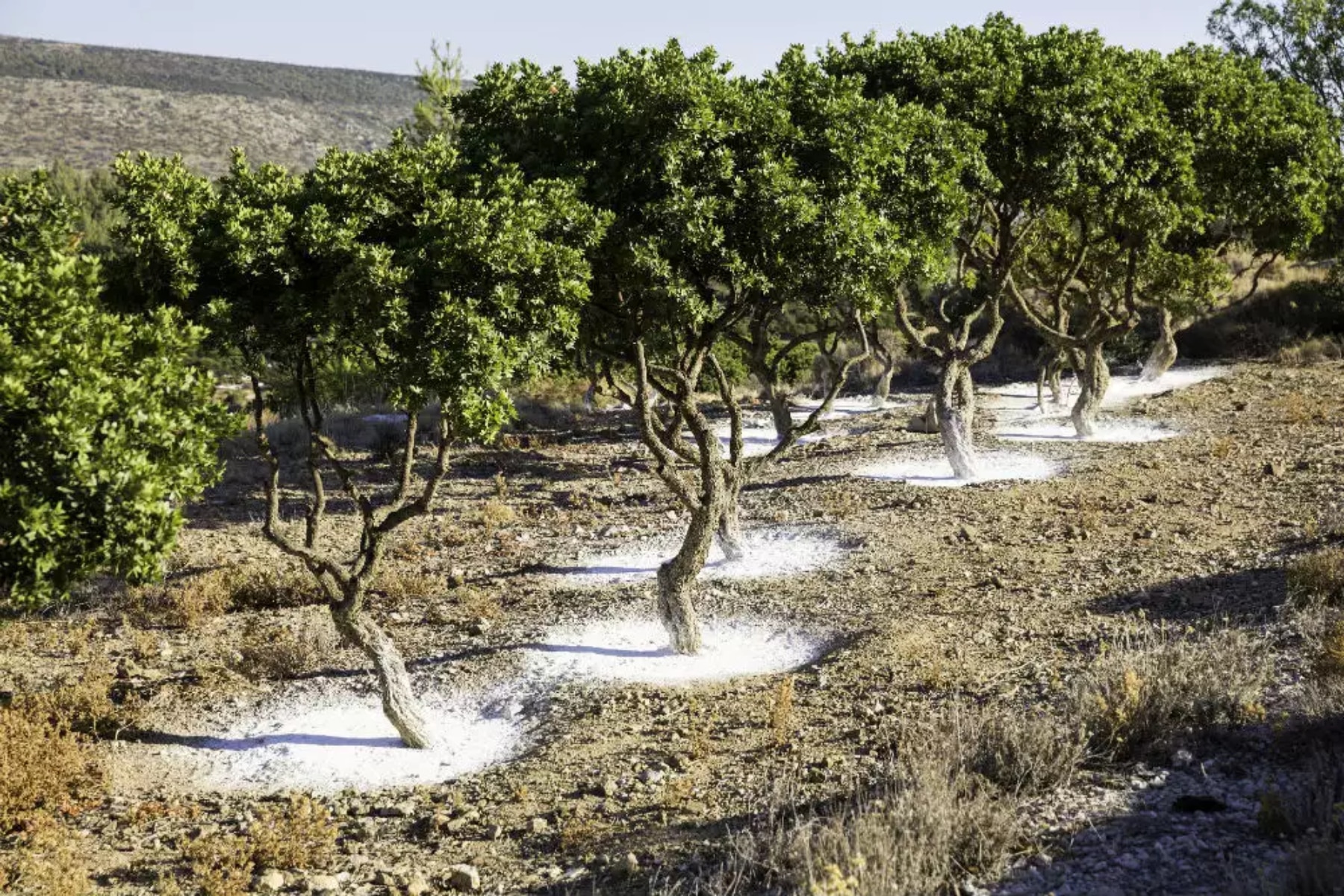 Μαστίχα: Πόσο σημαντική είναι η μαστίχα για την υγεία;