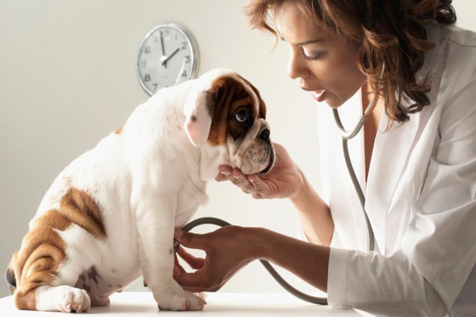 Κατοικίδια έλεγχος: Γιατί ο τακτικός κτηνιατρικός έλεγχος είναι απαραίτητος για την οδοντική υγεία των κατοικιδίων;