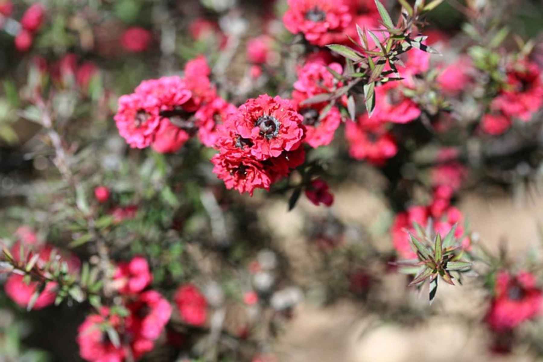 Μέλι Manuka: Το απόλυτο συστατικό επανορθωτικής φροντίδας