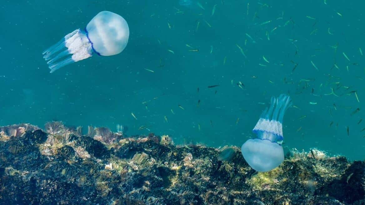 Μέδουσα Rhopilema Nomadica: Έχει πλέον αποικίσει αρκετές παραλίες της Ρόδου από τα μέσα Μαρτίου