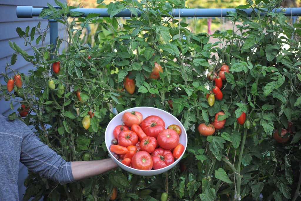 Τρόποι με τους οποίους μπορούμε να καλλιεργήσουμε τις δικές μας ντομάτες στον κήπο