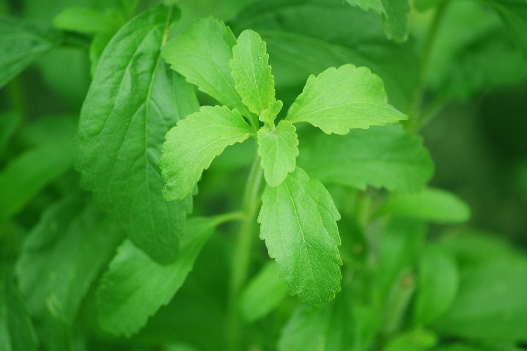 Stevia: Ένα φυσικό γλυκαντικό για υγεία και νοστιμιά