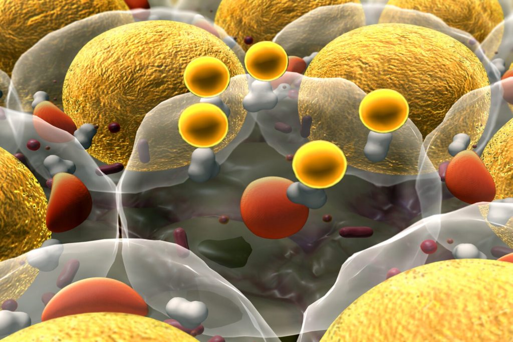 Νέα έρευνα για τα Τ βοηθητικά κύτταρα των ωοθυλακίων