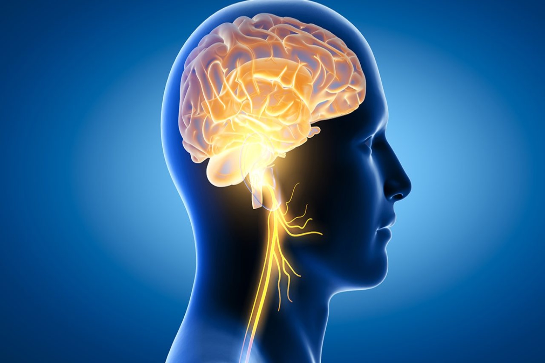 Υγεία εγκεφάλου: Ενισχύοντας την υγεία του εγκεφάλου και την πυκνότητα της φαιάς ουσίας;