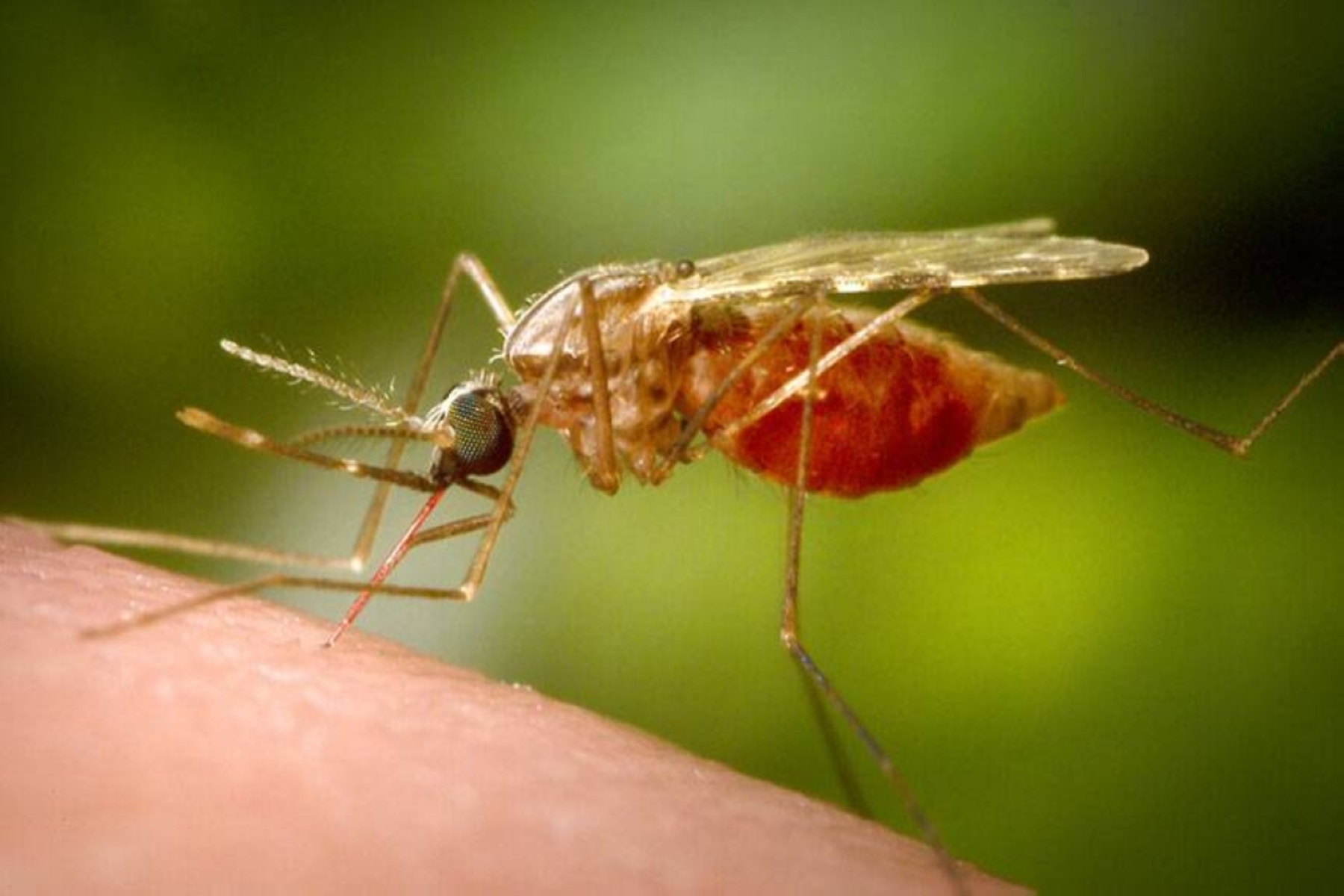 Το New Nets Project απέτρεψε 13 εκατ. κρούσματα ελονοσίας στην Αφρική