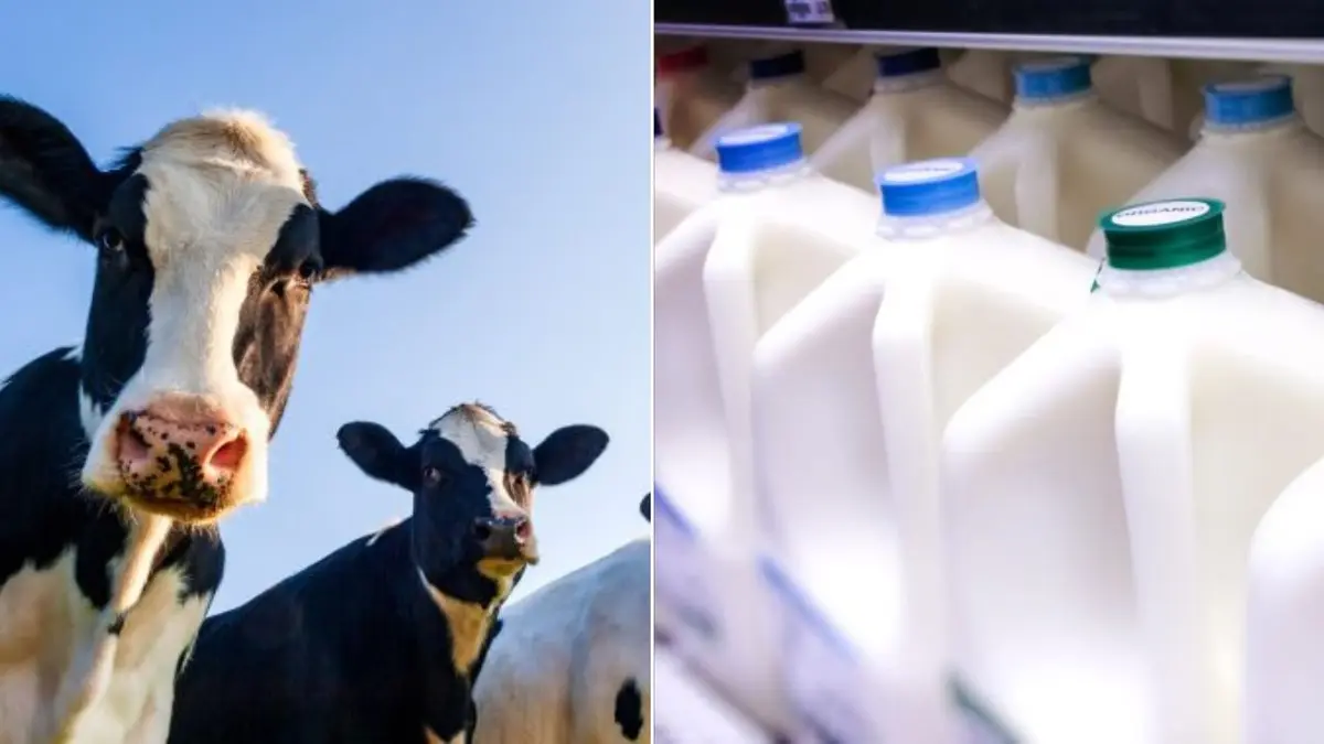Γρίπη των Πτηνών: Το παστεριωμένο γάλα είναι «ασφαλές» δηλώνουν οι Yγειονομικές αρχές των ΗΠΑ