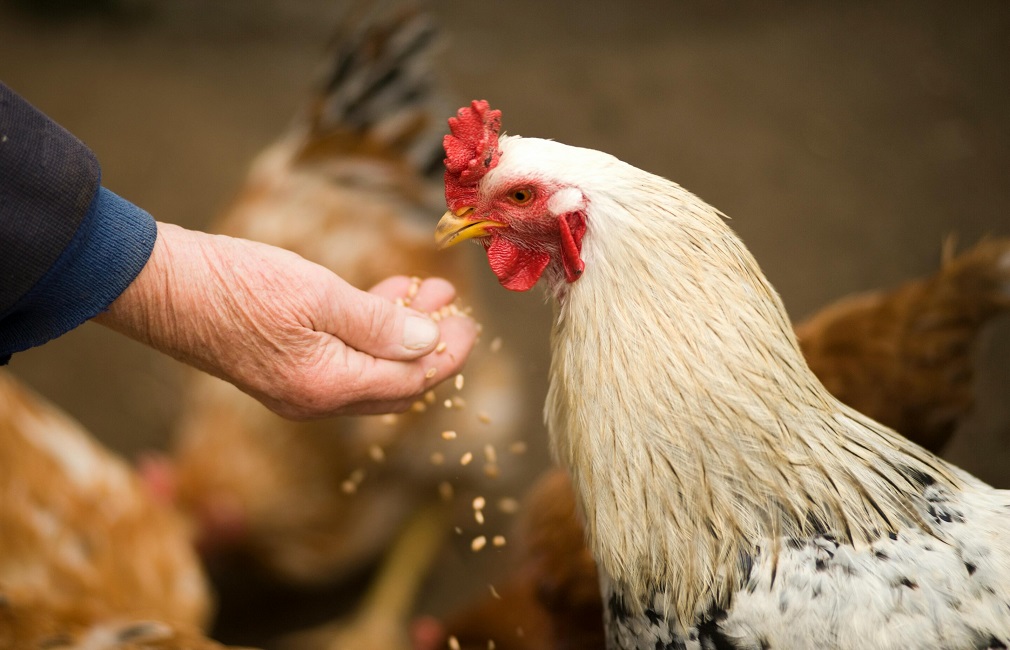 Απαιτείται επαγρύπνηση για να αποτραπεί η εξάπλωση της γρίπης των πτηνών στους ανθρώπους