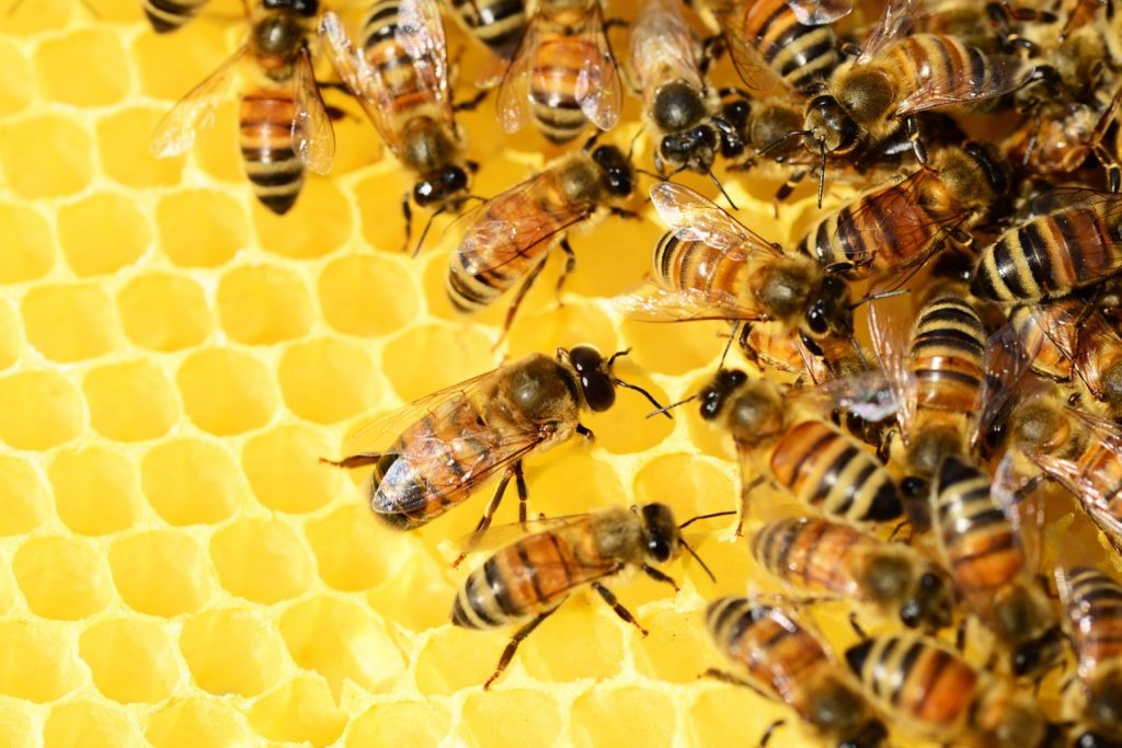 Παγκόσμια Ημέρα Μέλισσας: Γιορτάζουμε τους ήρωές μας επικονιαστές