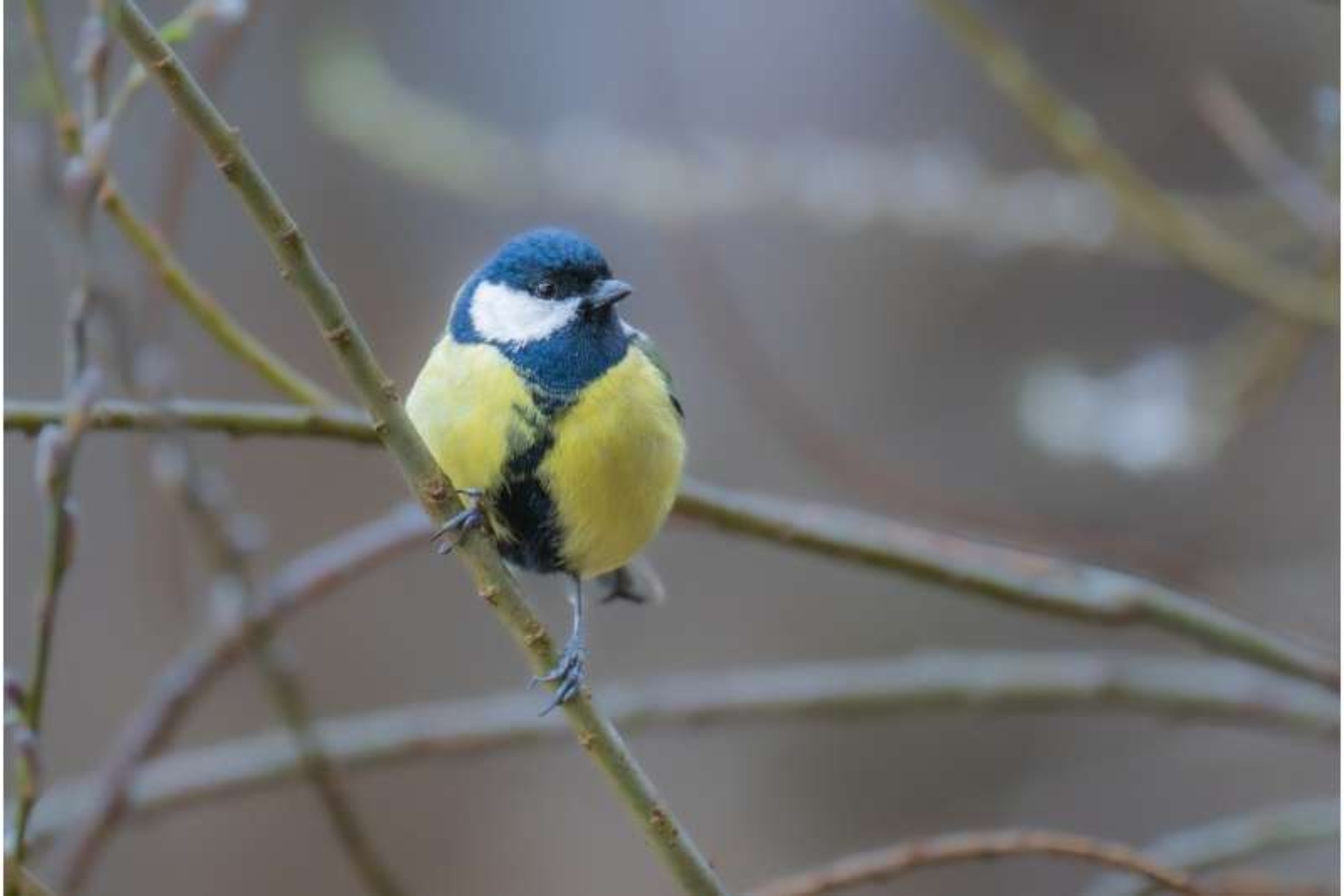 Η παρατήρηση πουλιών βοηθά τους φοιτητές να βελτιώσουν την ψυχική τους υγεία
