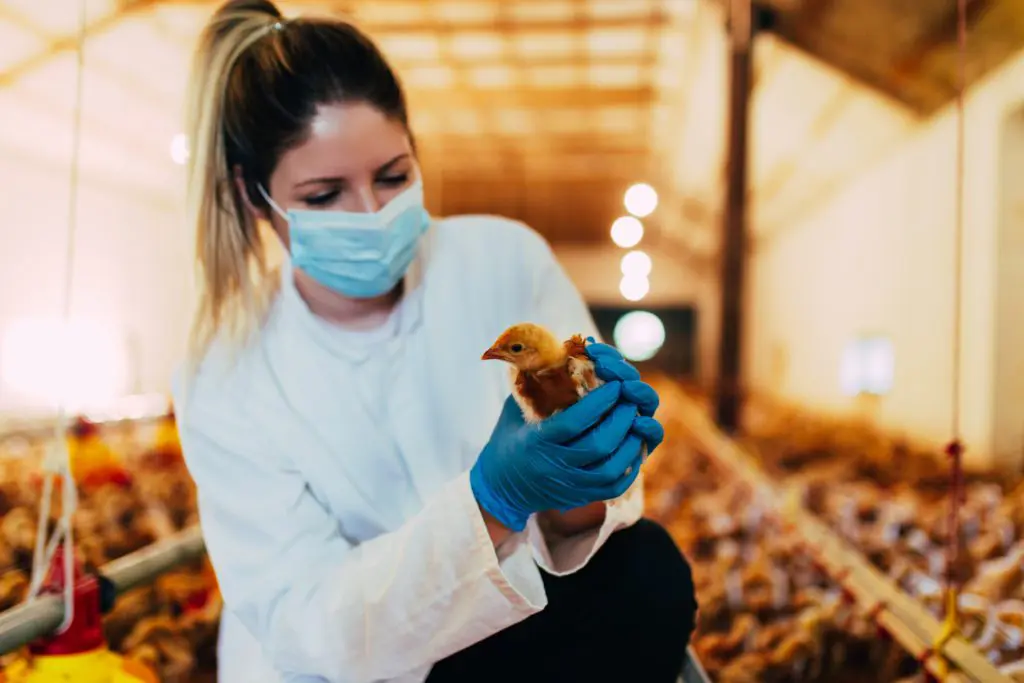 Η ετοιμότητα για τον ιό HPAI A(H5N1) διαφέρει από χώρα σε χώρα