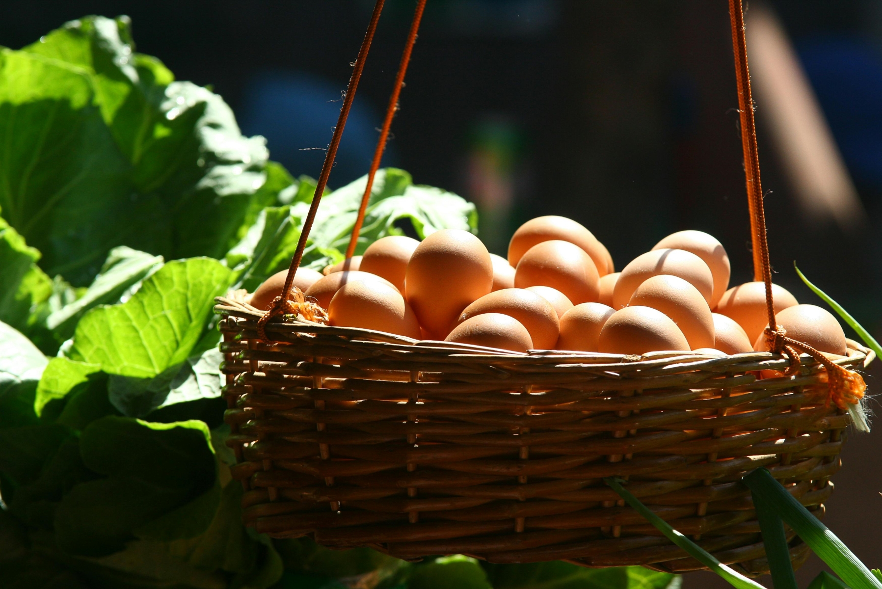 Αυγά: Πώς βοηθούν τα αυγά στη θεραπεία της αναιμίας;