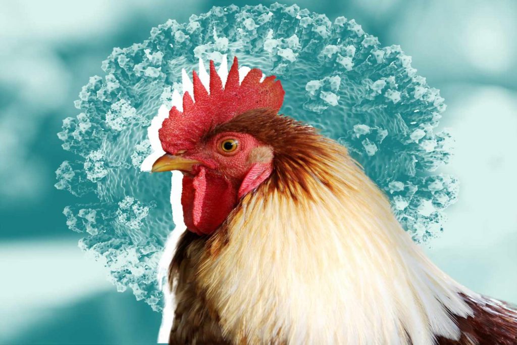 Γρίπη των πτηνών ανιχνεύθηκε σε βόειο κρέας από άρρωστη γαλακτοπαραγωγική αγελάδα