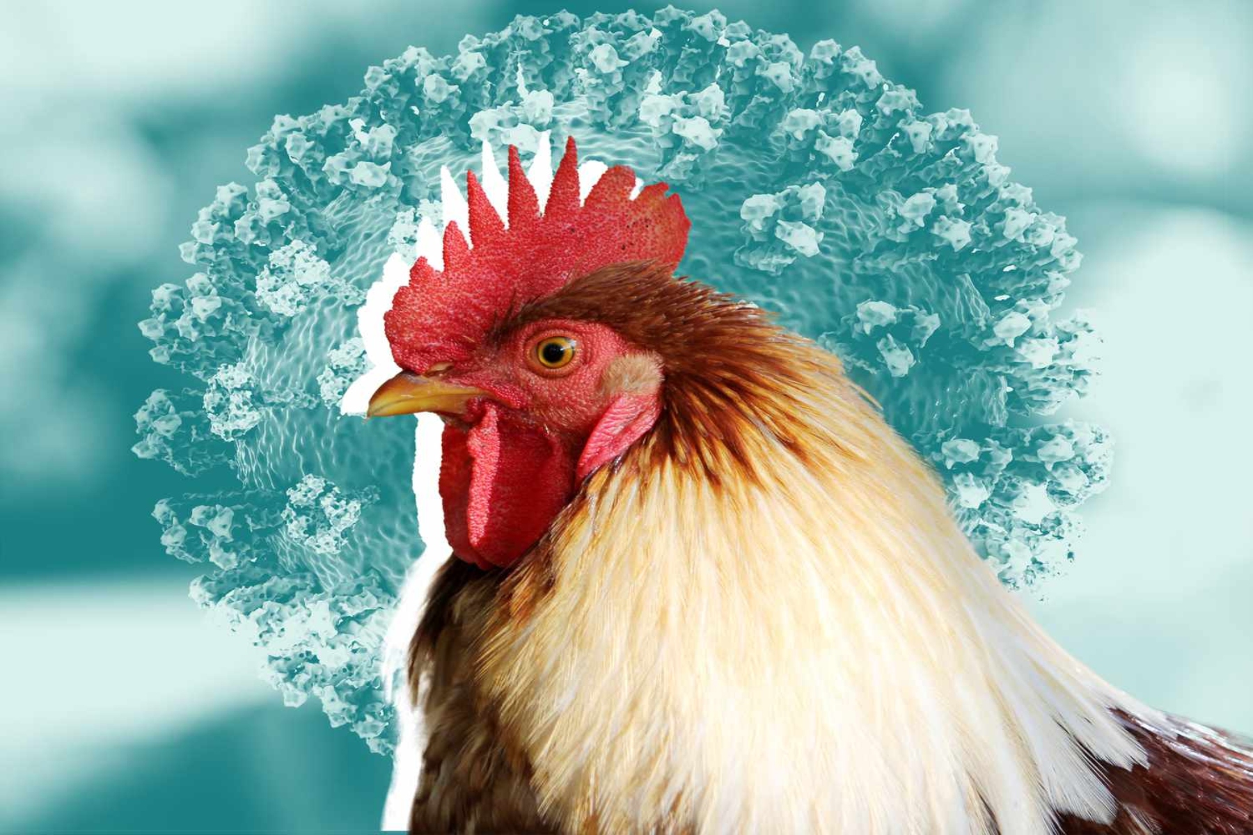 Η γρίπη των πτηνών H5N1 μπορεί να εξελιχθεί σε πανδημία;