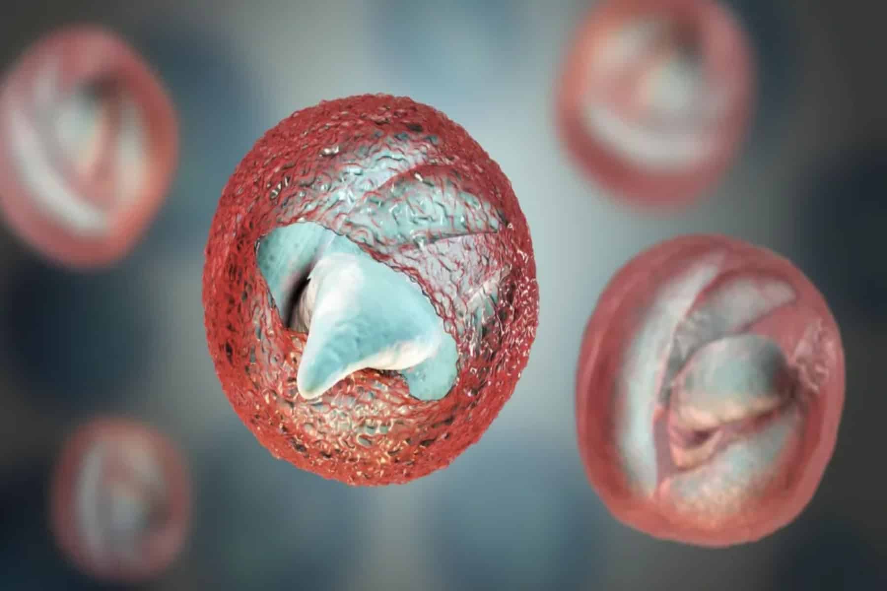 Κρυπτοσπορίδιο: Τι είναι το παράσιτο cryptosporidium και πόσο επικίνδυνο είναι;