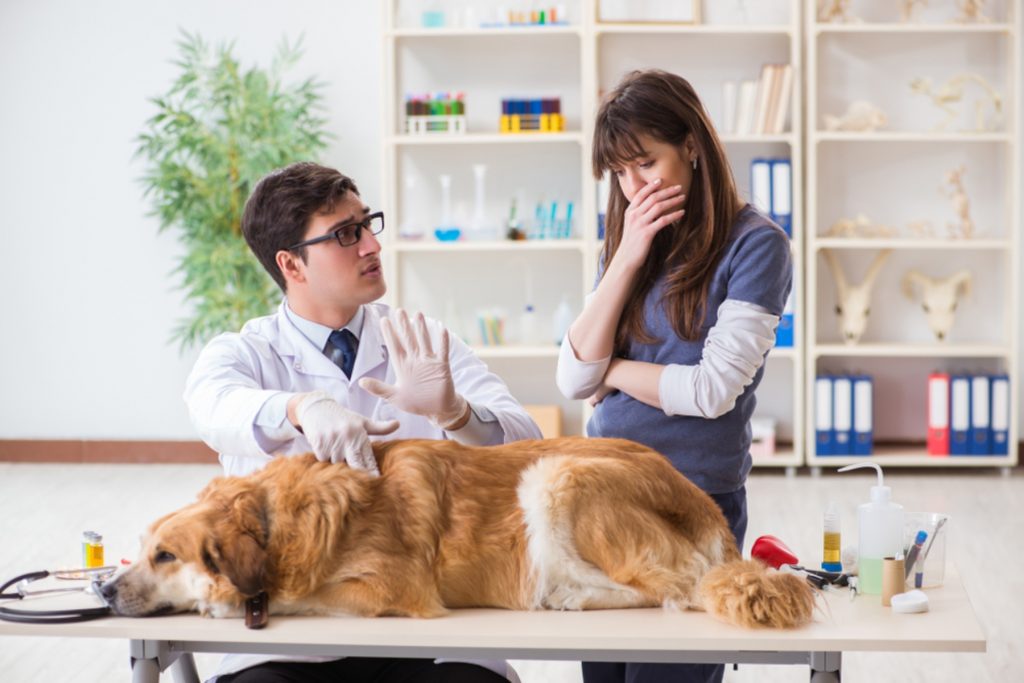 Λεπτοσπείρωση: Τι πρέπει να γνωρίζει κάθε ιδιοκτήτης σκύλου