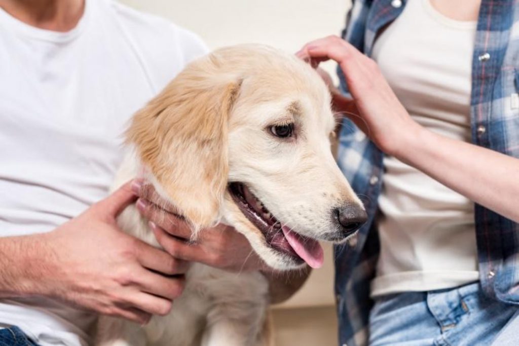 Πώς να φροντίσετε το σκύλο σας μετά την επέμβαση στείρωσης;