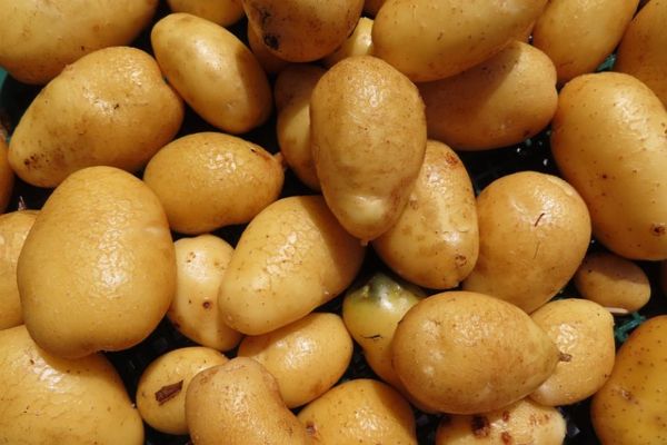 patates